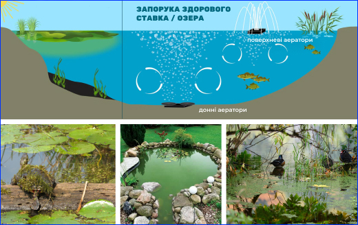 Фактори, що провокують цвітіння. Цвітіння води у ставках: від розуміння до дії