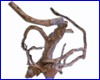 Коряга Азалия, 40-50 см. Коряга Азалия, 40-50 см.