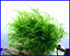 Акваріумна рослина, Moss sp. Bubble. Акваріумна рослина, Moss sp. Bubble.