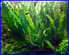 Акваріумна рослина, Barclaya longifolia green. Акваріумна рослина, Barclaya longifolia green.