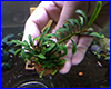 Акваріумна рослина, Bucephalandra sp. Spathulifolia Dark Mini. Акваріумна рослина, Bucephalandra sp. Spathulifolia Dark Mini.
