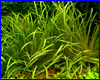 Акваріумна рослина, Blyxa japonica. Акваріумна рослина, Blyxa japonica.