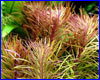  , Pogostemon stellatus "Broad Leaf".
