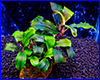 Аквариумное растение, Bucephalandra sp. Enae Red. Аквариумное растение, Bucephalandra sp. Enae Red.
