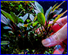 Аквариумное растение, Bucephalandra sp. Flamingo Borneo. Аквариумное растение, Bucephalandra sp. Flamingo Borneo.