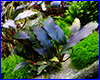 Аквариумное растение, Bucephalandra sp. Giganto Blue Wave. Аквариумное растение, Bucephalandra sp. Giganto Blue Wave.