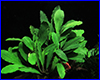Аквариумное растение, Bucephalandra sp. Gunung Betung. Аквариумное растение, Bucephalandra sp. Gunung Betung.