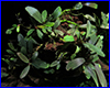 Аквариумное растение, Bucephalandra sp. Hyperion Melawi. Аквариумное растение, Bucephalandra sp. Hyperion Melawi.