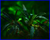 Аквариумное растение, Bucephalandra sp. Io Aka Fino Sherry. Аквариумное растение, Bucephalandra sp. Io Aka Fino Sherry.