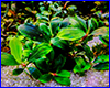 Аквариумное растение, Bucephalandra sp. Lalina Green Blue. Аквариумное растение, Bucephalandra sp. Lalina Green Blue.