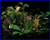 Аквариумное растение, Bucephalandra sp. Lamandau Green. Аквариумное растение, Bucephalandra sp. Lamandau Green.
