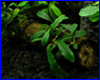 Акваріумна рослина, Bucephalandra sp. Melawi. Акваріумна рослина, Bucephalandra sp. Melawi.