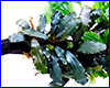 Акваріумна рослина, Bucephalandra sp. Sekadau 1. Акваріумна рослина, Bucephalandra sp. Sekadau 1.