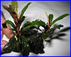 Аквариумное растение, Bucephalandra sp. Sexy Pink, Daerah Sanggau. Аквариумное растение, Bucephalandra sp. Sexy Pink, Daerah Sanggau.