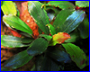 Акваріумна рослина, Bucephalandra sp. Silky Blue 1, Daerah Malawi. Акваріумна рослина, Bucephalandra sp. Silky Blue 1, Daerah Malawi.