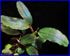 Аквариумное растение, Bucephalandra sp. Nanga Taman Kab.Sanggau. Аквариумное растение, Bucephalandra sp. Nanga Taman Kab.Sanggau.