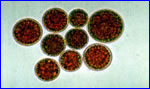 .   Haematococcus,  ,   400 .