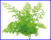 Акваріумна рослина, Ceratopteris thalictroides. Акваріумна рослина, Ceratopteris thalictroides.