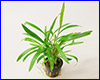 Акваріумна рослина, Cryptocoryne albida. Акваріумна рослина, Cryptocoryne albida.