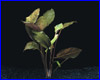 Акваріумна рослина, Cryptocoryne blassii. Акваріумна рослина, Cryptocoryne blassii.