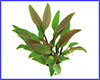 Акваріумна рослина, Cryptocoryne lutea. Акваріумна рослина, Cryptocoryne lutea.