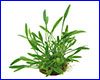 Акваріумна рослина, Cryptocoryne parva. Акваріумна рослина, Cryptocoryne parva.