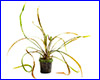 Акваріумна рослина, Cryptocoryne retrospiralis. Акваріумна рослина, Cryptocoryne retrospiralis.