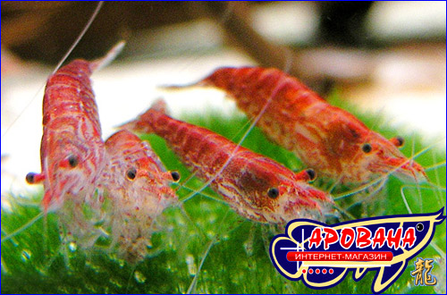     Neocaridina.