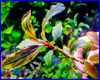 Акваріумна рослина, Bucephalandra sp. North Sanggau. Акваріумна рослина, Bucephalandra sp. North Sanggau.