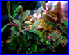 Акваріумна рослина, Bucephalandra sp. Rainbow Centipede. Акваріумна рослина, Bucephalandra sp. Rainbow Centipede.