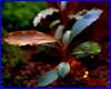  , Bucephalandra sp. Narcissus 2.