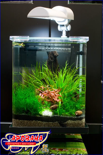  Dennerle Nano Cube 10     ,  Nano    Dennerle.