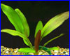  , Echinodorus Devils Eye.