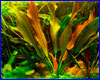 Акваріумна рослина, Echinodorus Hot Pepper. Акваріумна рослина, Echinodorus Hot Pepper.