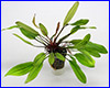 Акваріумна рослина, Echinodorus Jani. Акваріумна рослина, Echinodorus Jani.