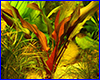 Акваріумна рослина, Echinodorus Kleiner Baer. Акваріумна рослина, Echinodorus Kleiner Baer.