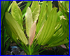 Акваріумна рослина, Echinodorus "Ludin". Акваріумна рослина, Echinodorus "Ludin".