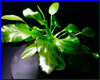 Акваріумна рослина, Echinodorus ozelot green. Акваріумна рослина, Echinodorus ozelot green.