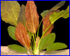  , Echinodorus ozelot "Red Flame".