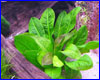 Акваріумна рослина, Echinodorus parviflorus Tropica. Акваріумна рослина, Echinodorus parviflorus Tropica.