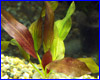 Акваріумна рослина, Echinodorus Regina. Акваріумна рослина, Echinodorus Regina.