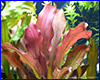  , Echinodorus Sankt Elmsfeuer.