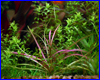 Акваріумна рослина, Echinodorus tenellus rubra. Акваріумна рослина, Echinodorus tenellus rubra.