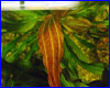  , Echinodorus Tanzende Feuerfeder.