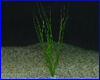 Акваріумна рослина, Echinodorus Vesuvius. Акваріумна рослина, Echinodorus Vesuvius.