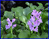     , Eichornia crassipes.