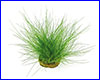  , Eleocharis acicularis.