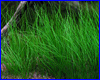 Акваріумна рослина, Eleocharis parvula. Акваріумна рослина, Eleocharis parvula.