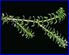 Акваріумна рослина, Elodea canadensis. Акваріумна рослина, Elodea canadensis.