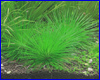 Акваріумна рослина, Eriocaulon sp. Cinereum. Акваріумна рослина, Eriocaulon sp. Cinereum.